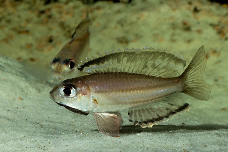 Trematocara marginatum 'Kigoma area'